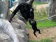 Schimpansen (Pan troglodytes)