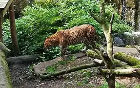 Sri-Lanka-Leopard