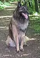 Tervueren eine Varietät des Belgischen Schäferhunds