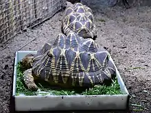In einer Schale liegt eine sehr große Schildkröte. Ihr Panzer ist braun mit gelben Mustern.