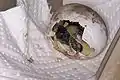 Schlupf einer Schildkröte