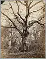 Théophile Chauvel au pied d’un arbre, forêt de Fontainebleau (unbekannter Fotograf)