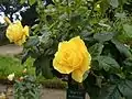 ‘Rose d’Or’, Jean-Marie Gaujard, vor 1938