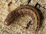 Raupe