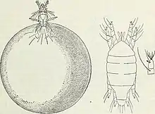 Grafik, dorsal