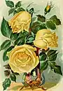'Perle des Jardins', 1874