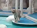 Weißer Tiger im Mirage