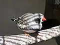 Männlicher Zebrafink (Schwarzwange)