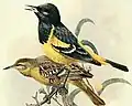 Bullocktrupial aus dem Werk Birds of California (1923)