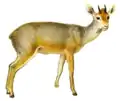 Madoqua saltiana phillipsi