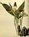 Lycaste deppei illustriert von George Loddiges