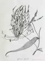 Ruhmeskrone (Gloriosa superba)