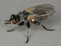 Thecophora atra