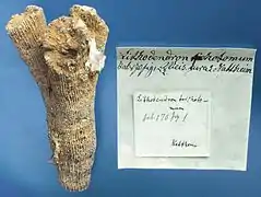 Thecosmilia trichotoma Qu., Holotypus, Samml. Geol. Paläont. Inst. Tübingen