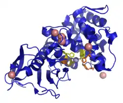 Thermolysin
