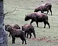 Takin-Gruppe