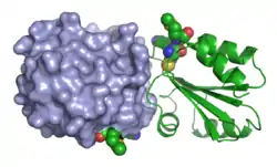 Humanes Thioredoxin