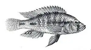Haplochromis wingatii