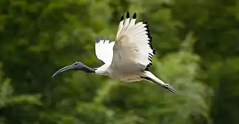 Pharaonenibis