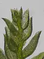 Thuidium tamariscinum – Astblätter mit einzelliger Spitze