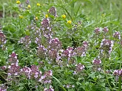 Sand-Thymian (Wild thyme)