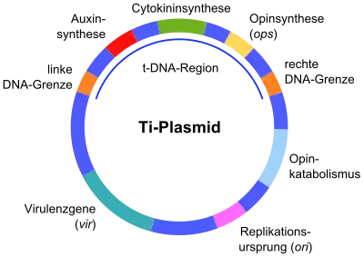 Ti-Plasmid