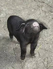 Tibetschwein-Ferkel im Tibetdorf