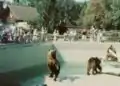 Bärengehege im Tierpark (mittlerweile geschlossen)