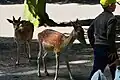 Freigehege