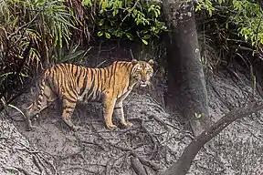 Bengalischer Tiger
