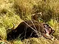 Ein Tiger am Kadaver eines toten Gaur