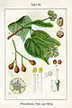 Illustration von Jacob Sturm