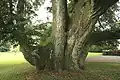 Tilia xeuropeae L. in Sainte-Cécile (Belgien).