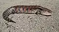 Nördlicher Blauzungenskink (Tiliqua scincoides intermedia)