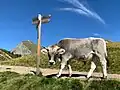 Tiroler Grauvieh, Nutztier des Jahres 2023