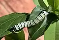 Raupe