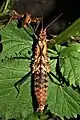 Weibchen von Tisamenus serratorius