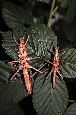 Pärchen von Tisamenus draconinus 'Palaui'