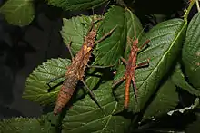 Pärchen von Tisamenus sp. 'Quezon-Nationalpark'