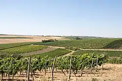 Weinbergssicht vom Tisch des Weins