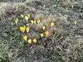 Crocus scardicus  (F)