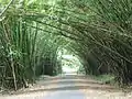 Bamboo Cathedral