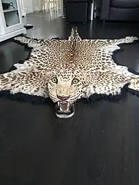Indischer Leopard  (2017)