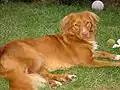 Nova Scotia Duck Tolling Retriever, Toller