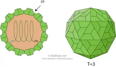 Schemazeichnung eines Virions der Familie Tombusviridae. Querschnitt und Seitenansicht. Lineares (+)ssRNA-Genom.