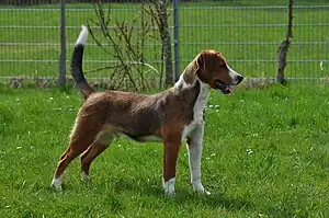 Österreichischer Pinscher