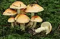 Tonweißer Schüppling Pholiota lenta