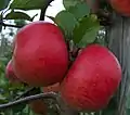 Topaz am Baum