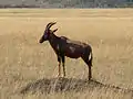 Topi-Leierantilope