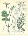 Illustration des Apulischen Zirmets (Tordylium apulum L.) (rechts im Bild: II., III., 2–14)